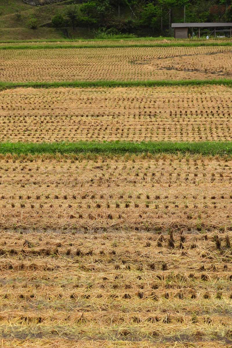 稲刈り