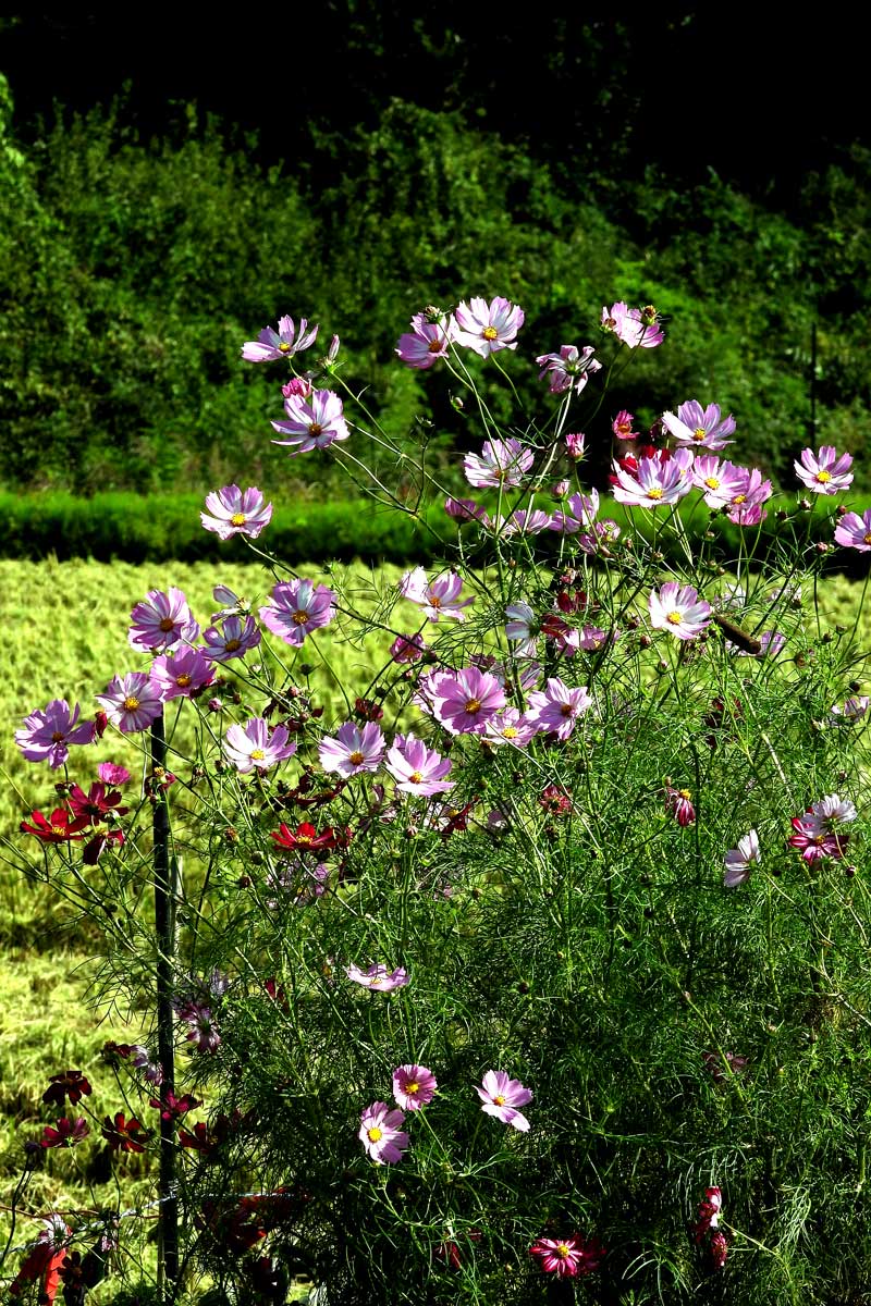 コスモスにトンボ