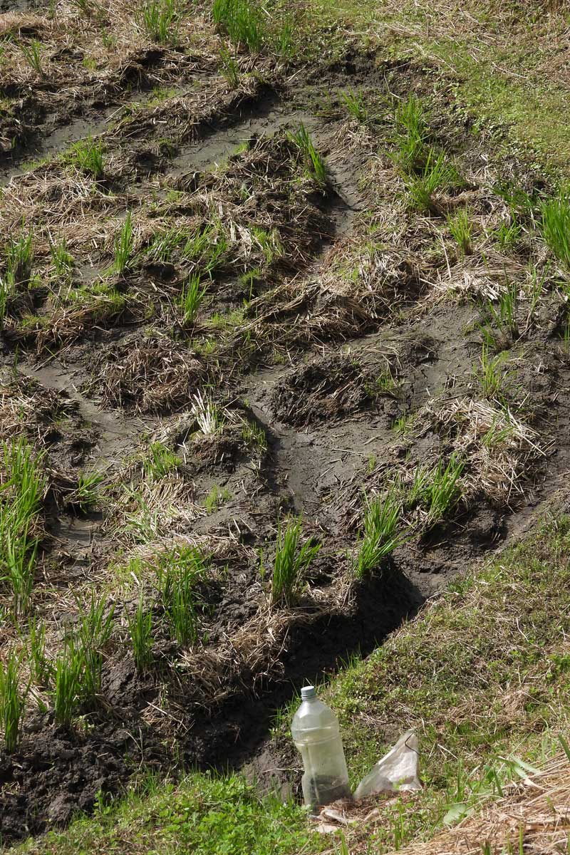 コスモスにトンボ