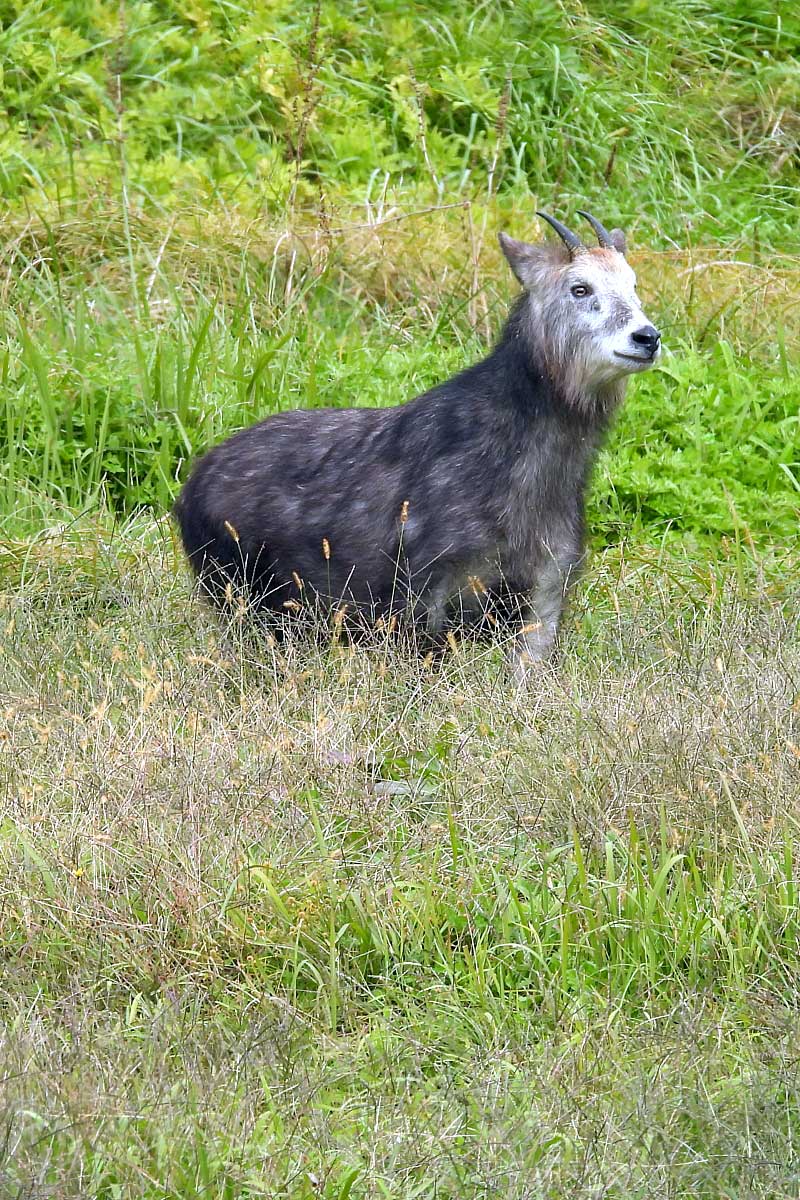 秋耕作業に周辺動物